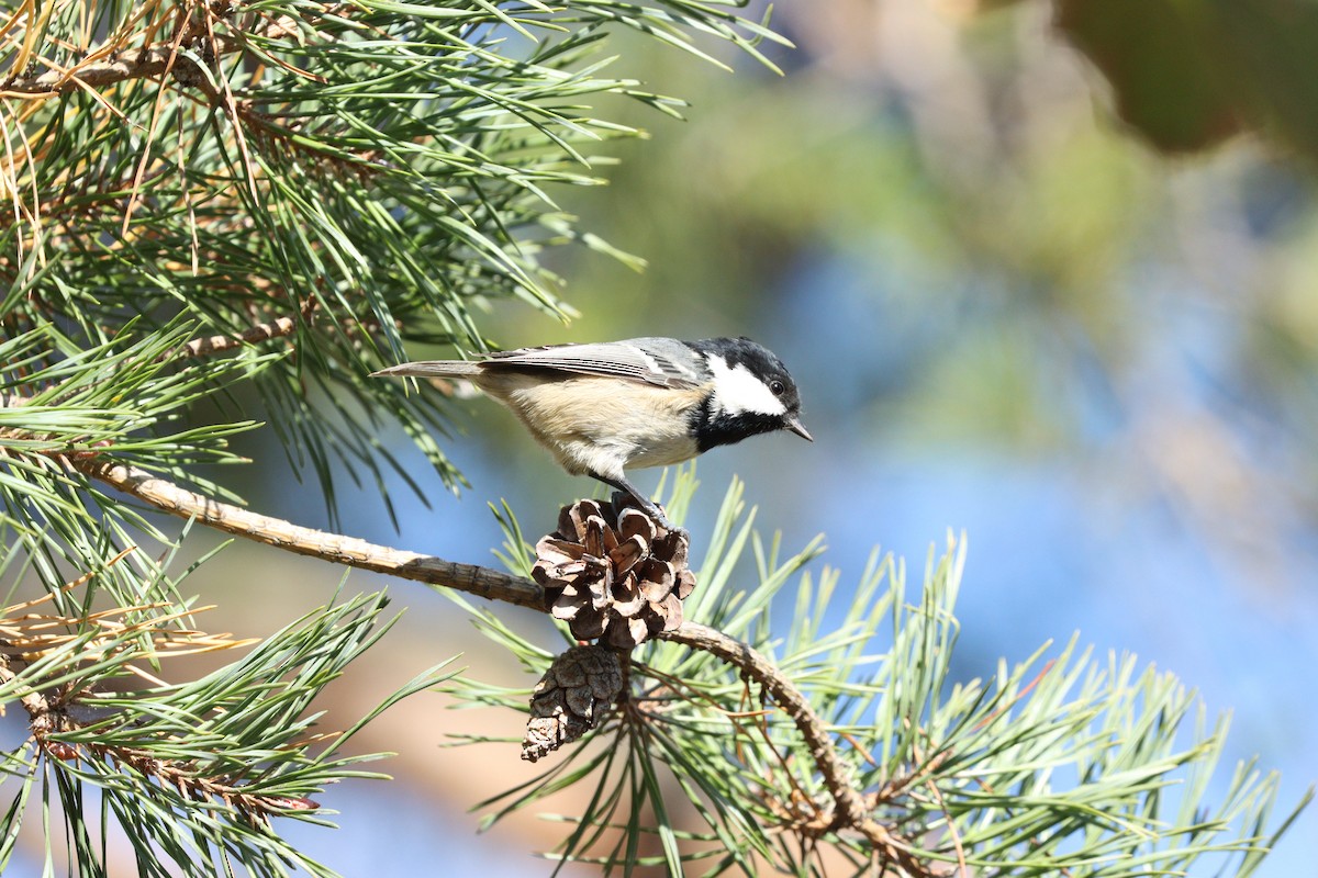 Coal Tit - ML642379570