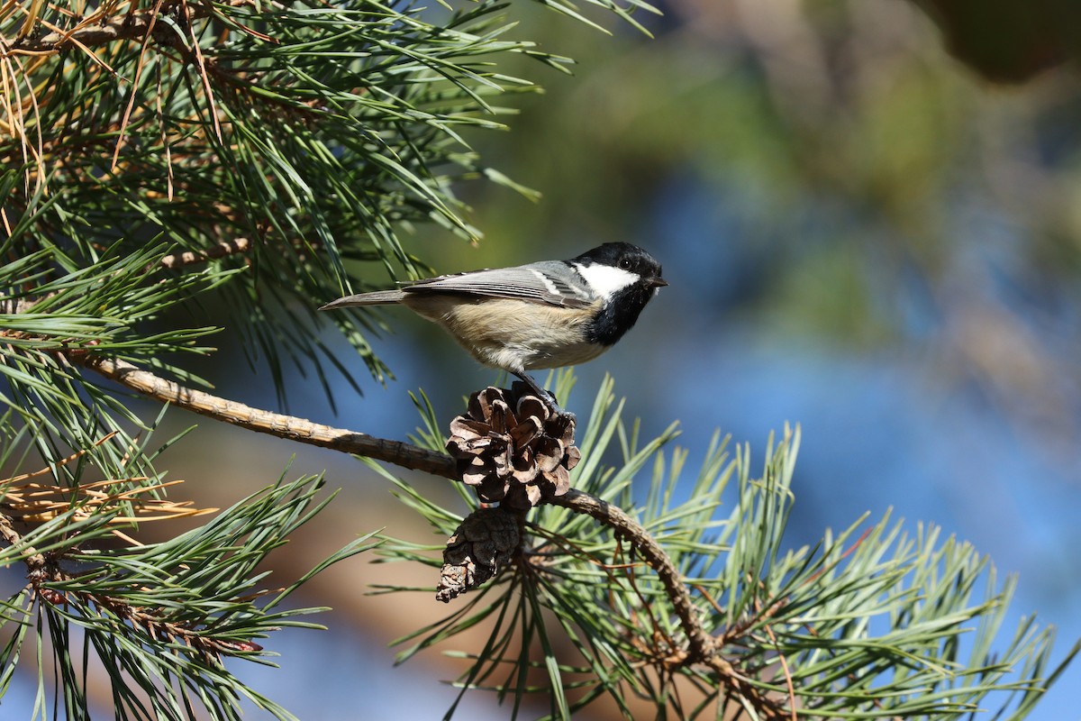 Coal Tit - ML642379571