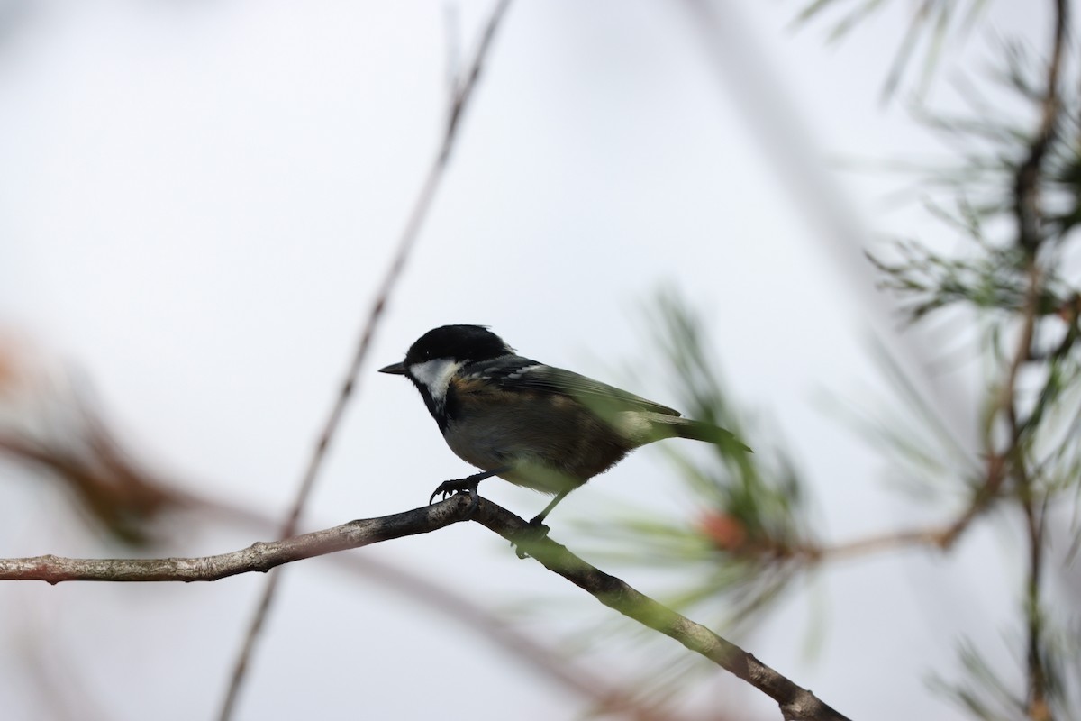Coal Tit - ML642379572
