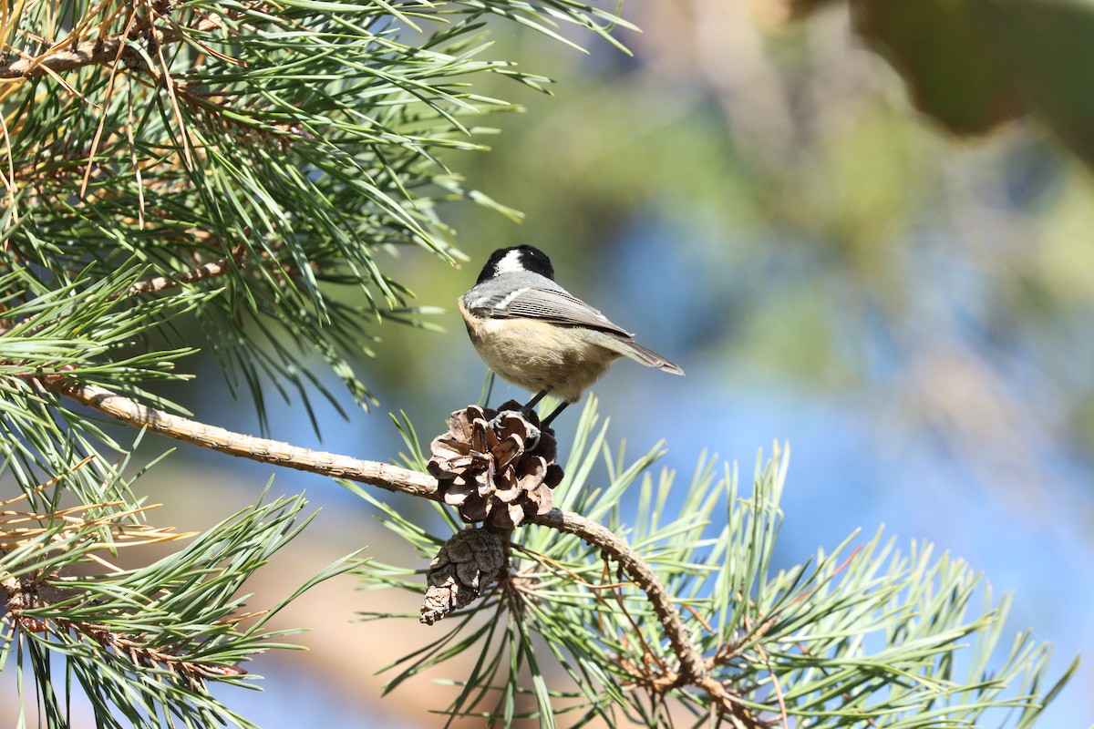 Coal Tit - ML642379573