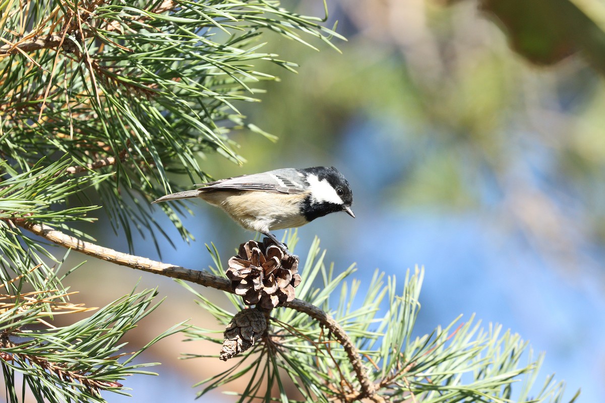 Coal Tit - ML642379574