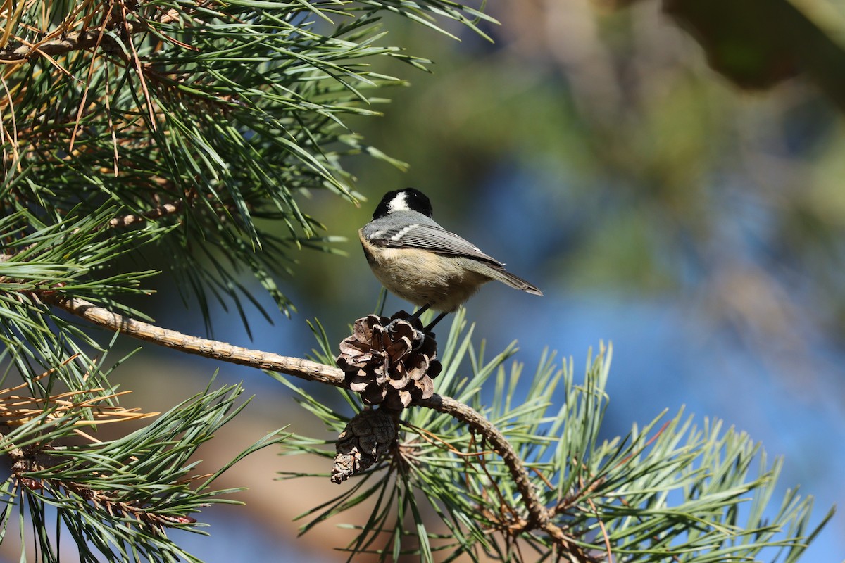 Coal Tit - ML642379575