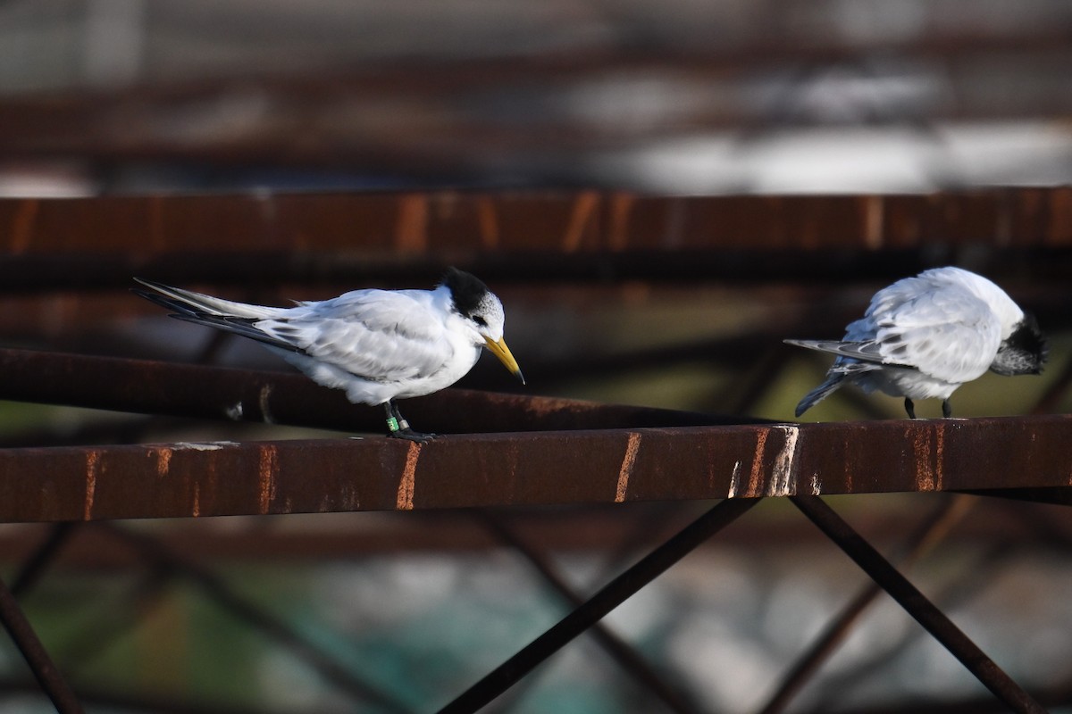 Chinese Crested Tern - ML642379578