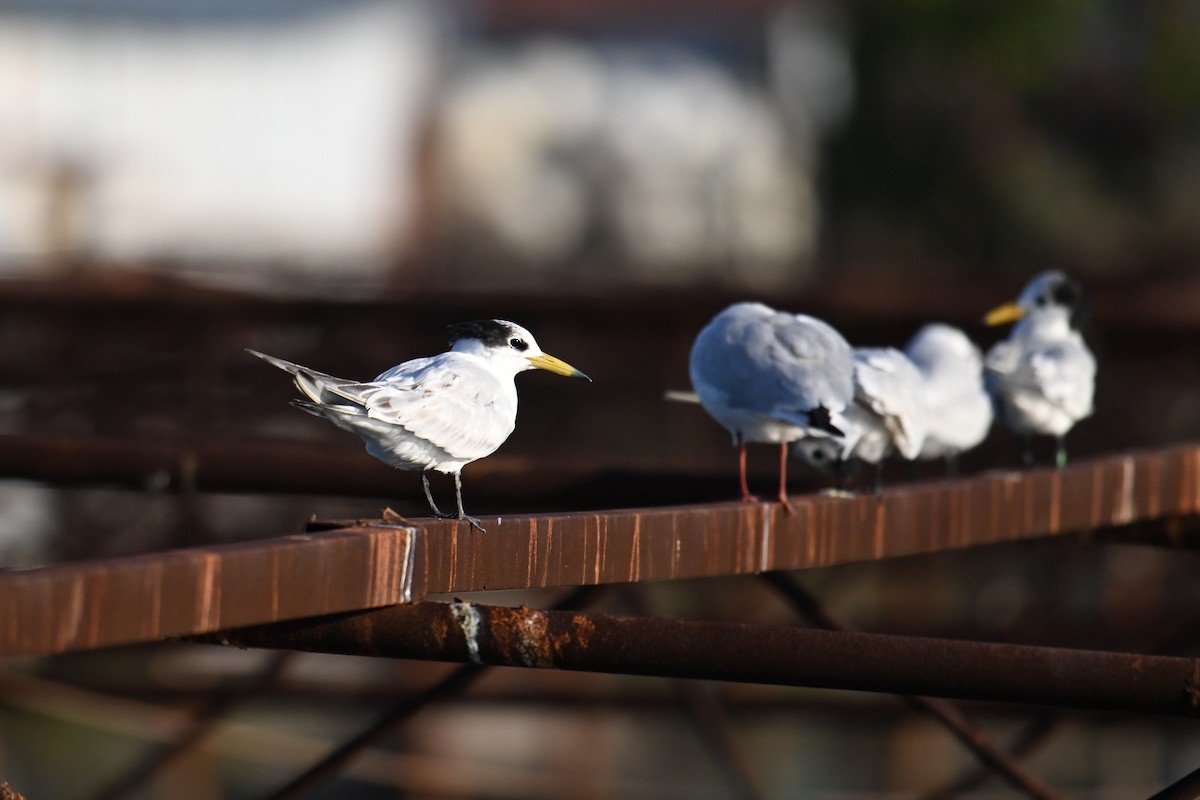 Chinese Crested Tern - ML642379579