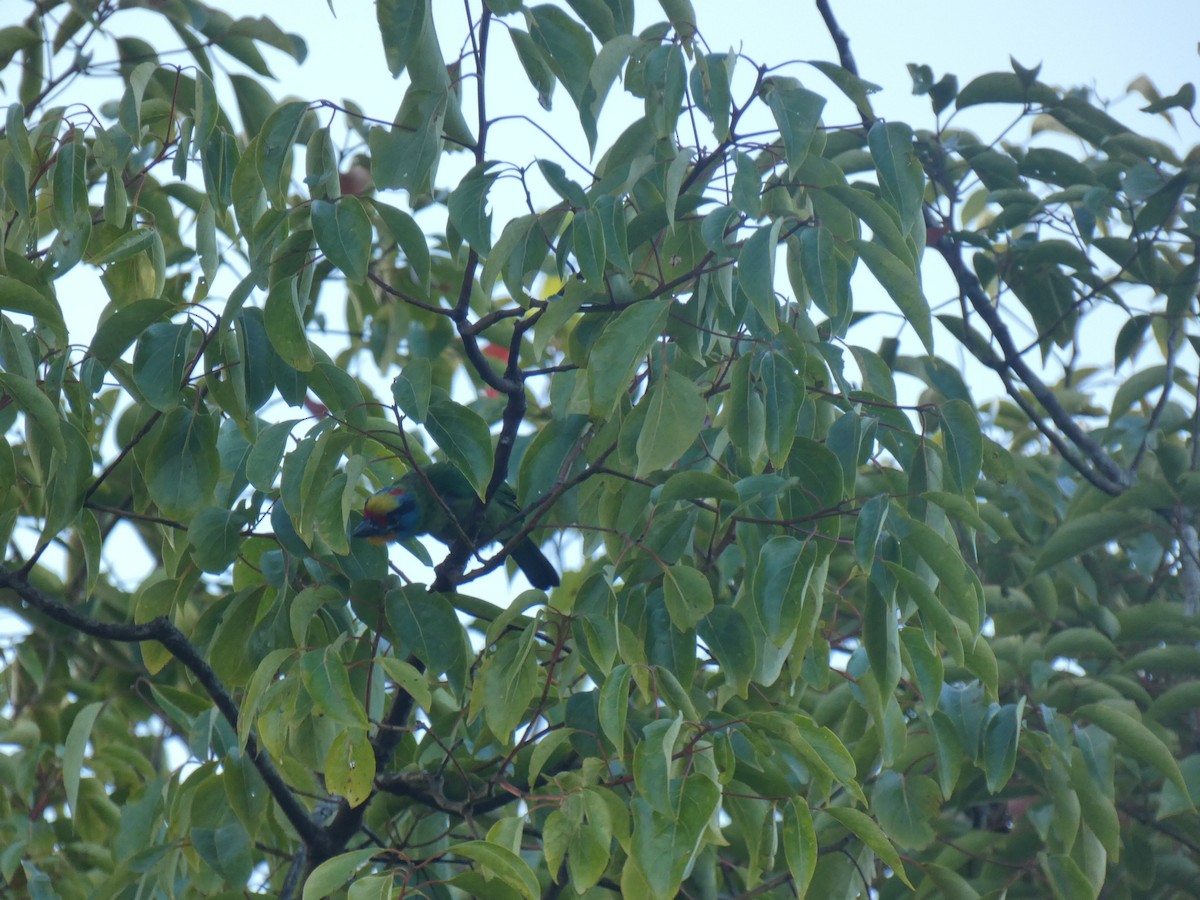 Black-browed Barbet - ML642379581