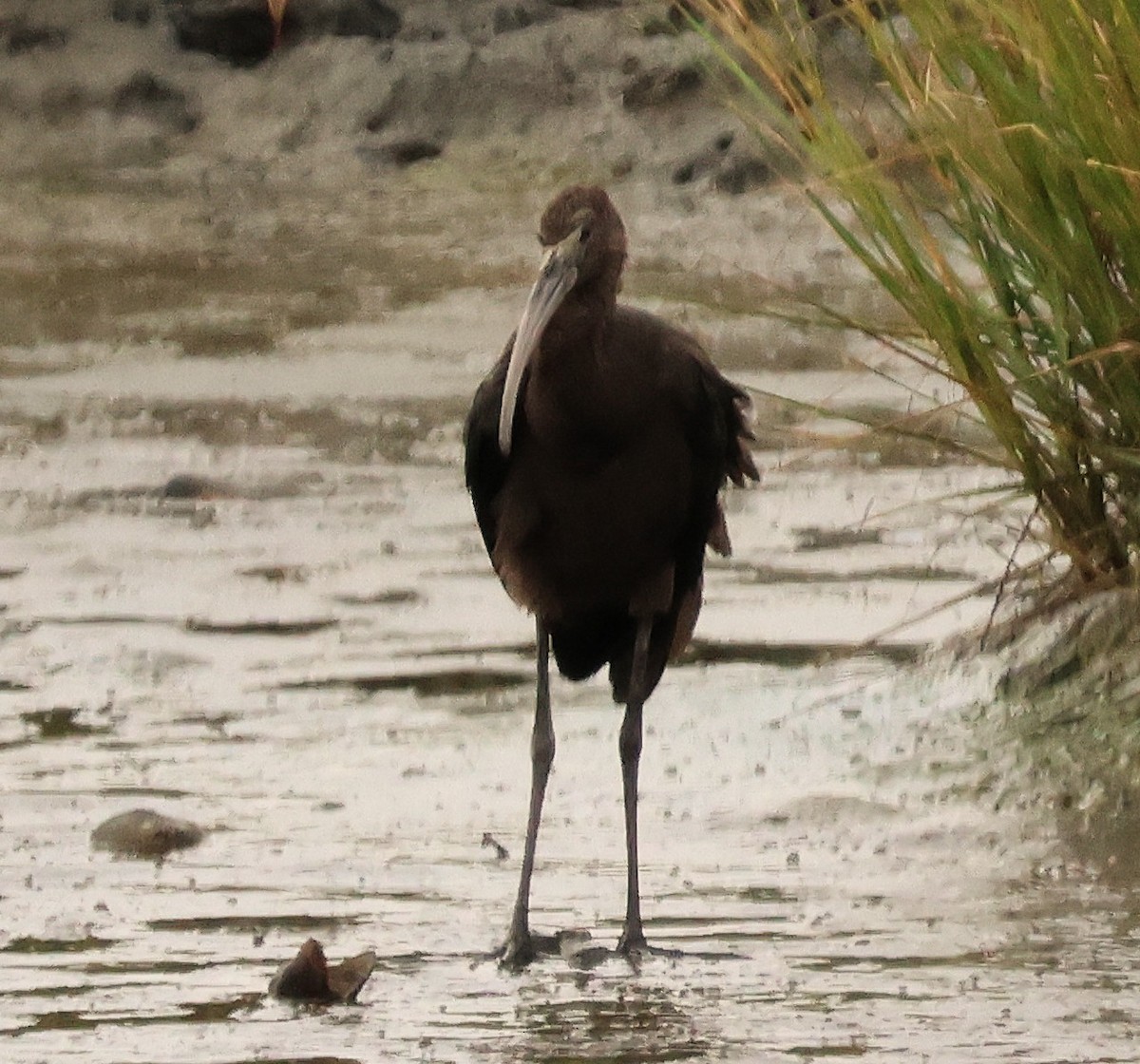 Glossy Ibis - ML642379582