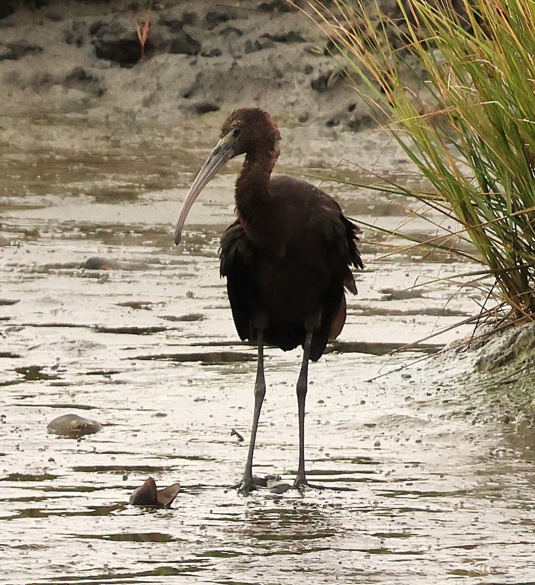 Glossy Ibis - ML642379583