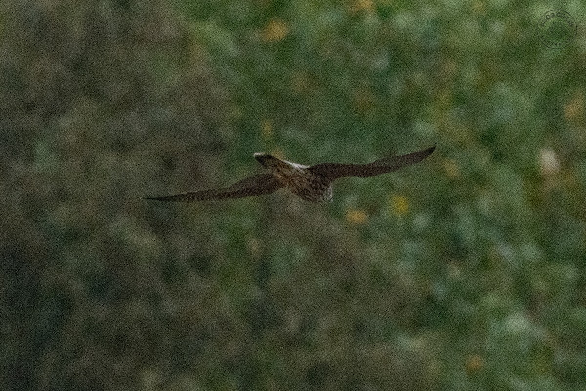 Peregrine Falcon - ML642379585