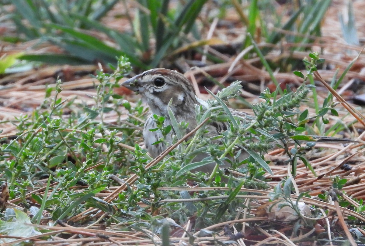 Lark Sparrow - ML642379586