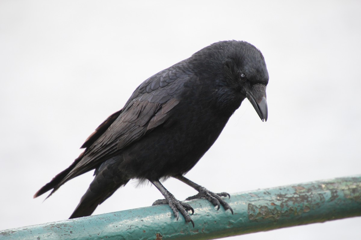 Carrion Crow - ML642379592