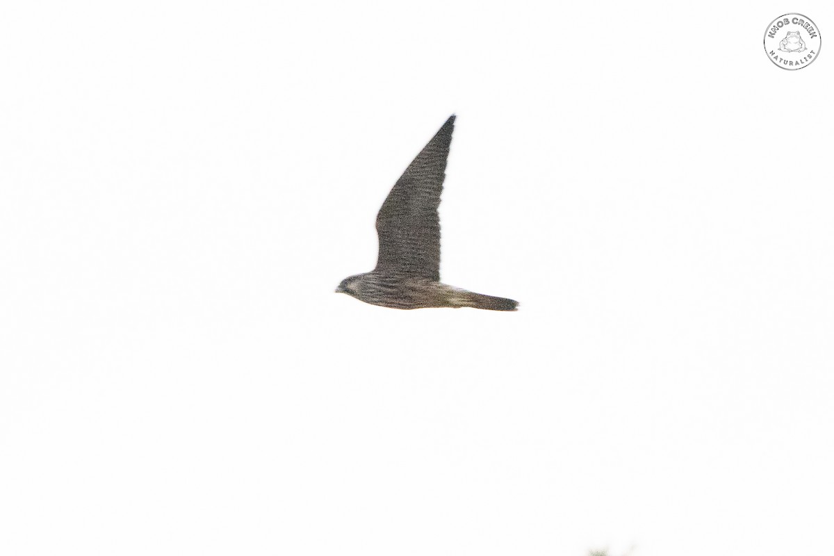 Peregrine Falcon - ML642379593