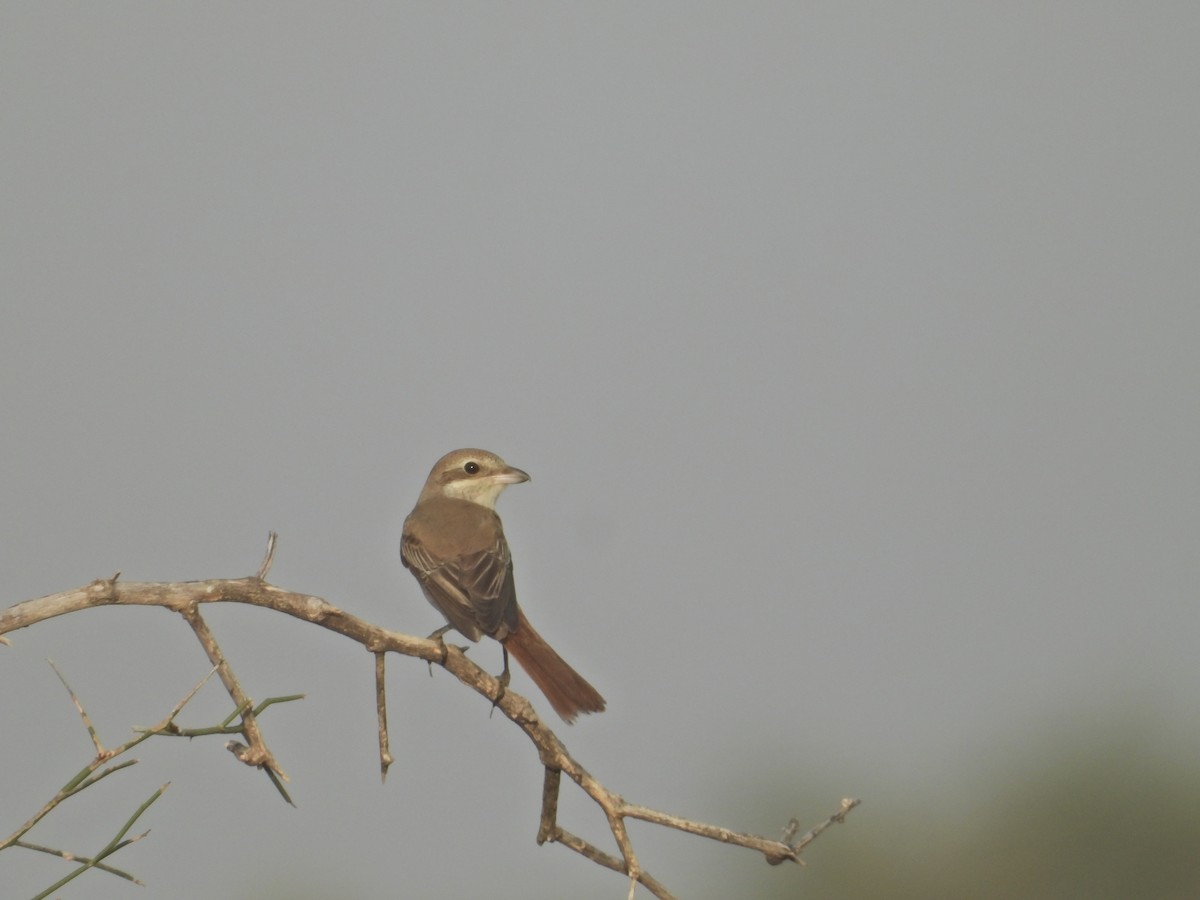 Red-tailed Shrike - ML642379594