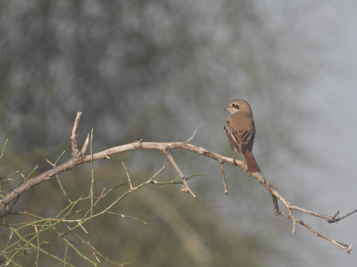 Red-tailed Shrike - ML642379595