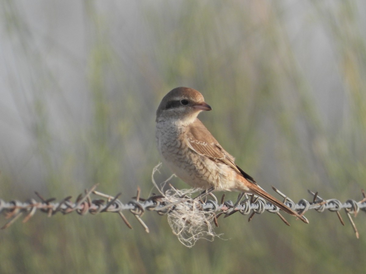 Red-tailed Shrike - ML642379596
