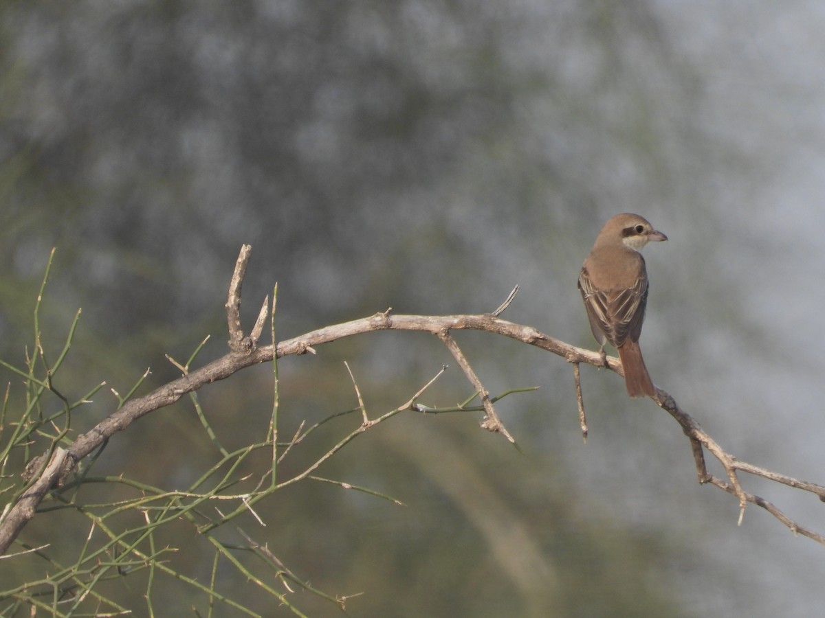 Red-tailed Shrike - ML642379597
