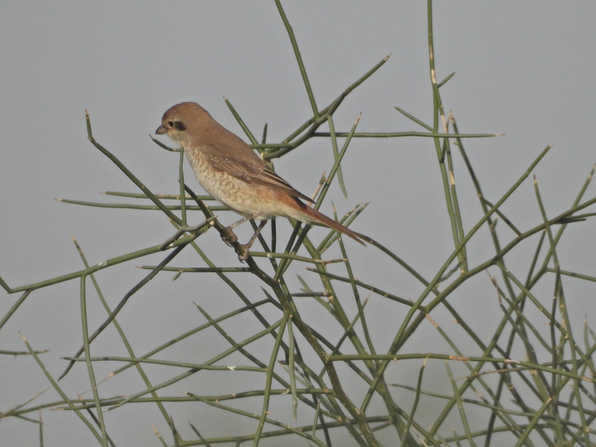 Red-tailed Shrike - ML642379598