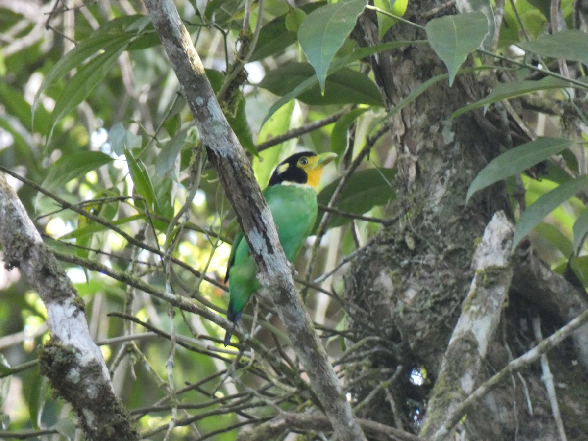 Long-tailed Broadbill - ML642379599