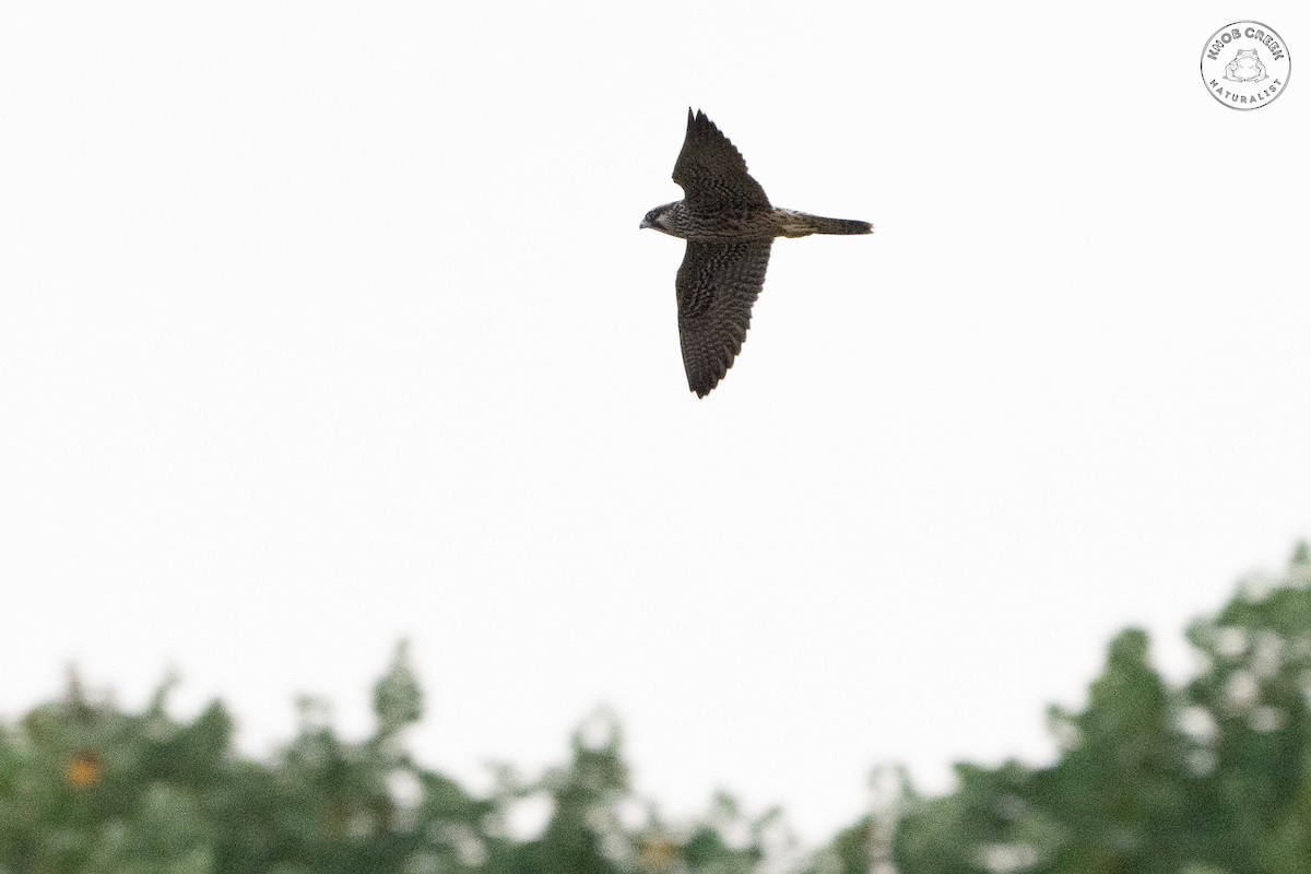 Peregrine Falcon - ML642379600