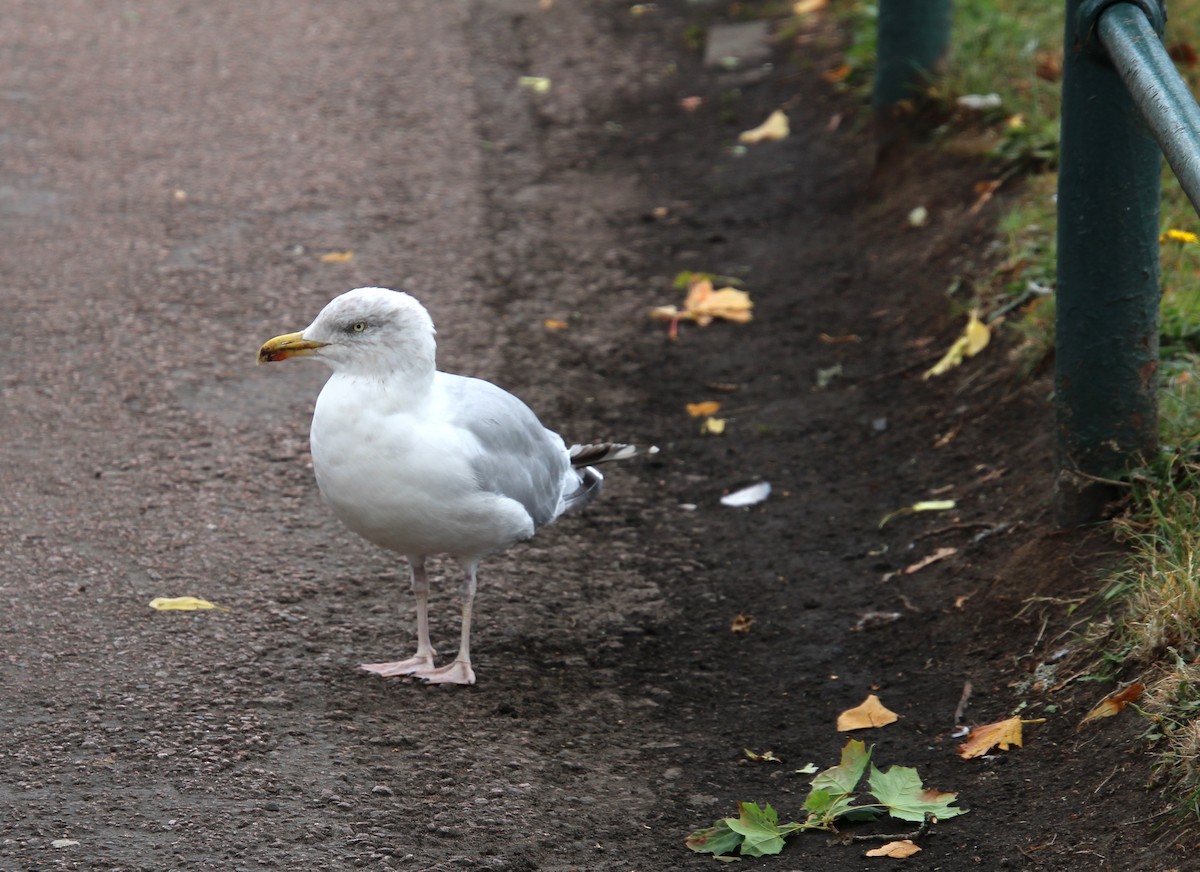 European Herring Gull - ML642379601