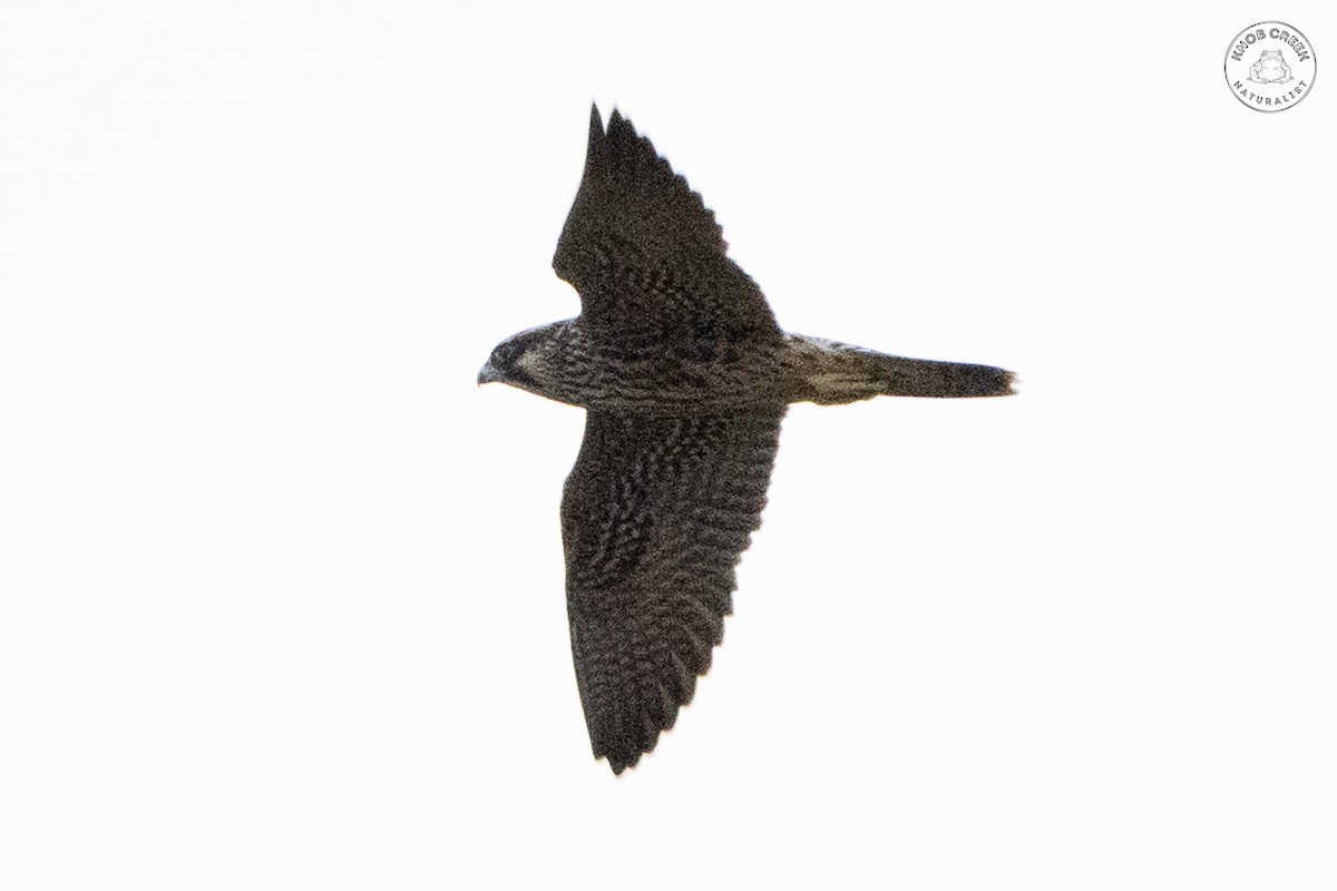 Peregrine Falcon - ML642379602