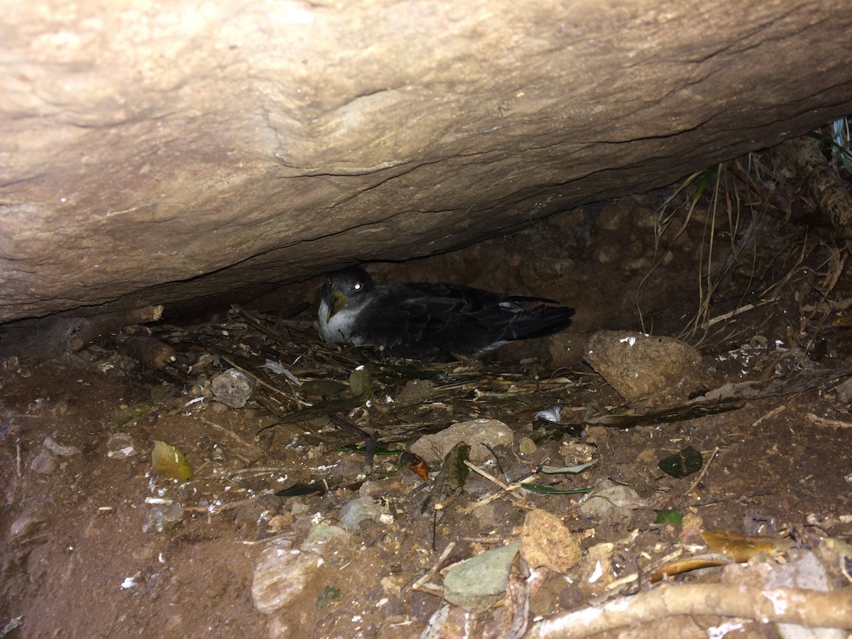 Cory's Shearwater - ML642379607