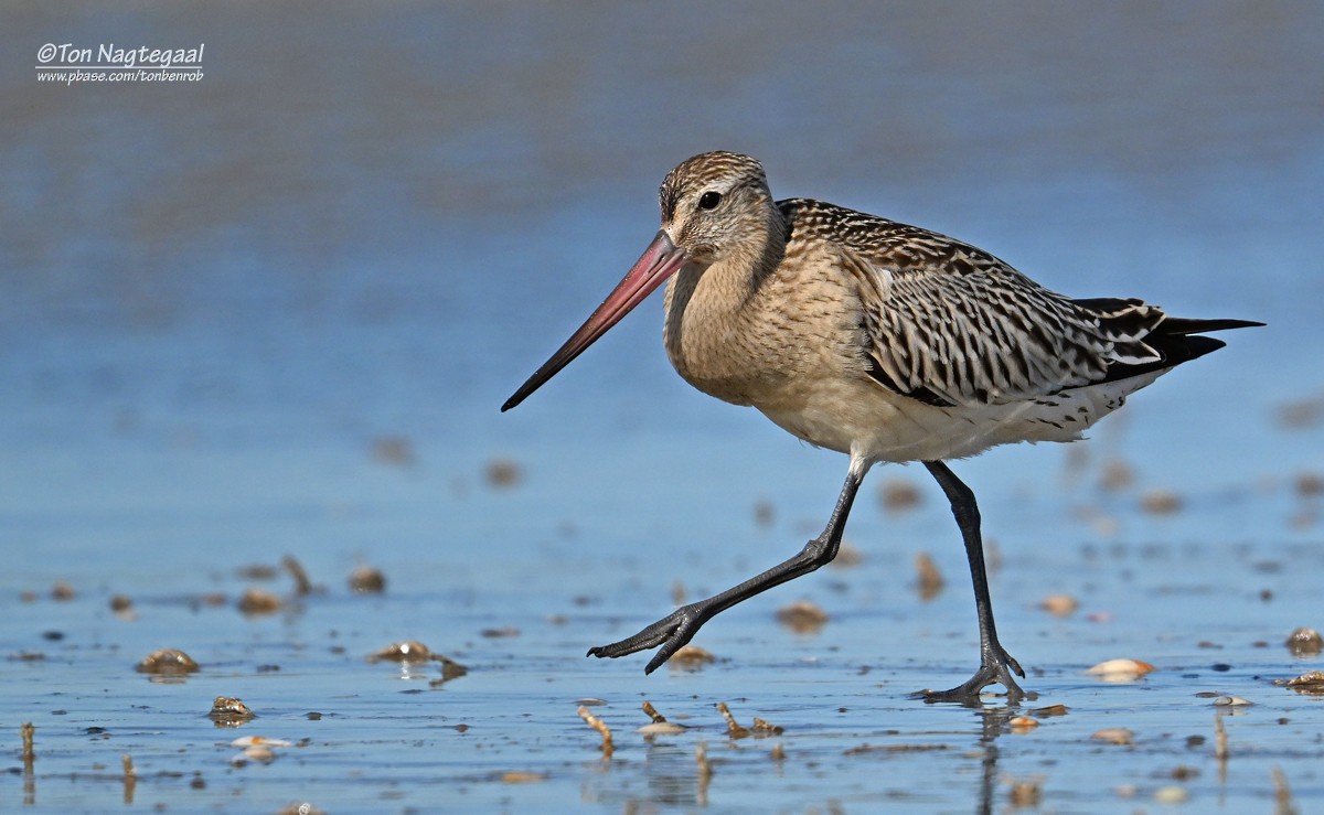 Bar-tailed Godwit - ML642379613