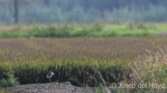 White-tailed Lapwing - ML642379624