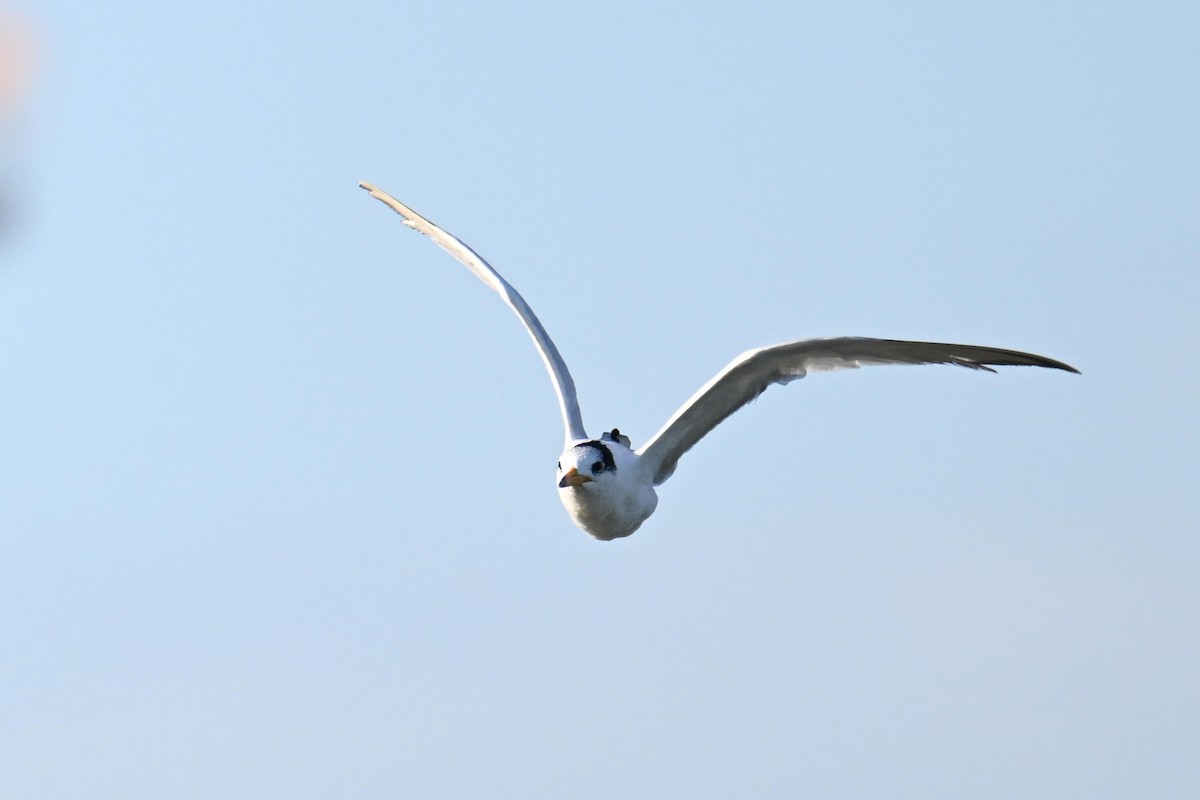 Chinese Crested Tern - ML642379625