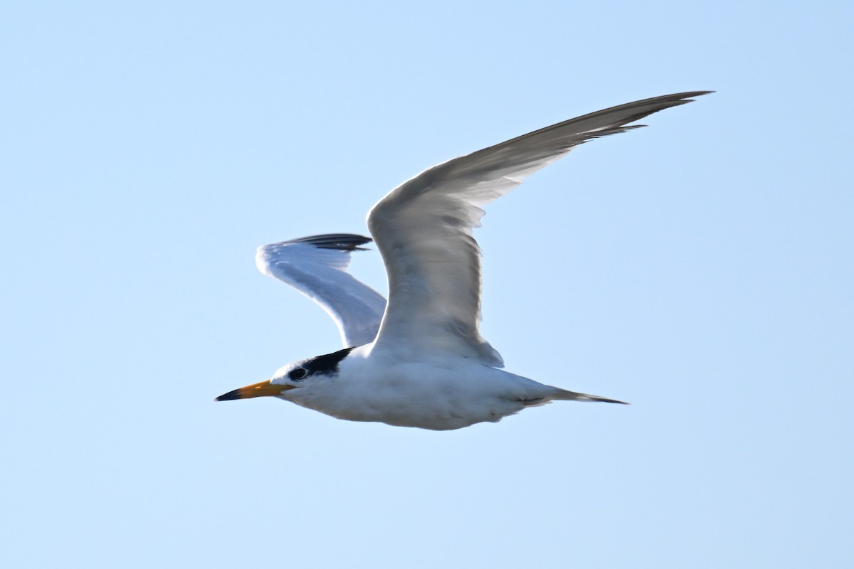 Chinese Crested Tern - ML642379626