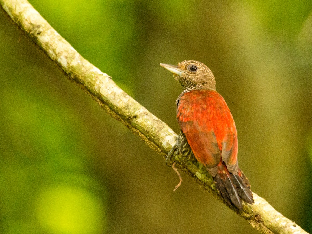 Blood-colored Woodpecker - ML642379628