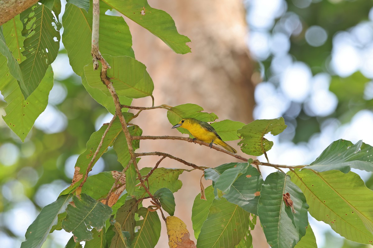 Iora de Lafresnaye - ML642379630