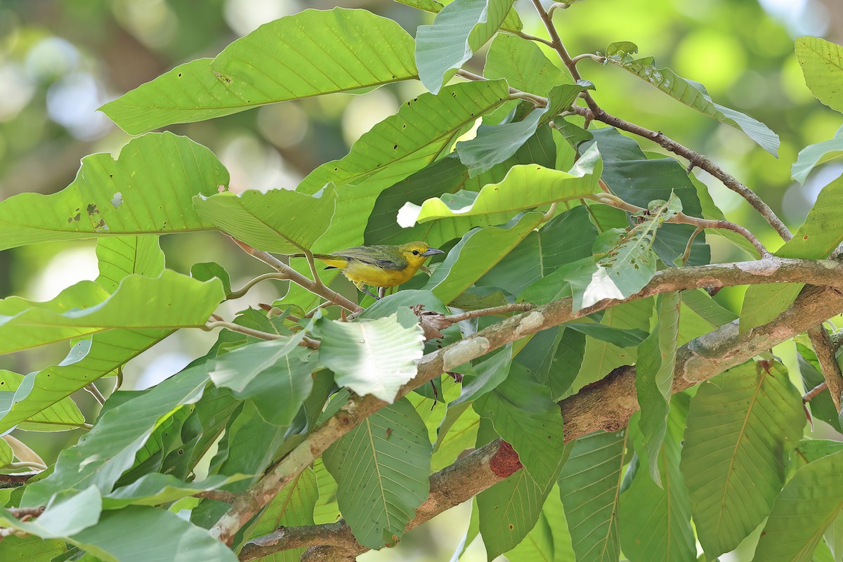 Iora de Lafresnaye - ML642379631