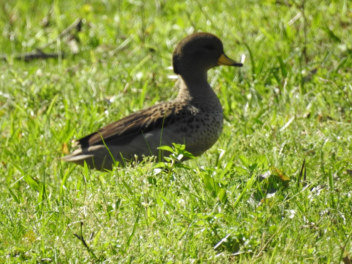 Yellow-billed Teal - ML642379634