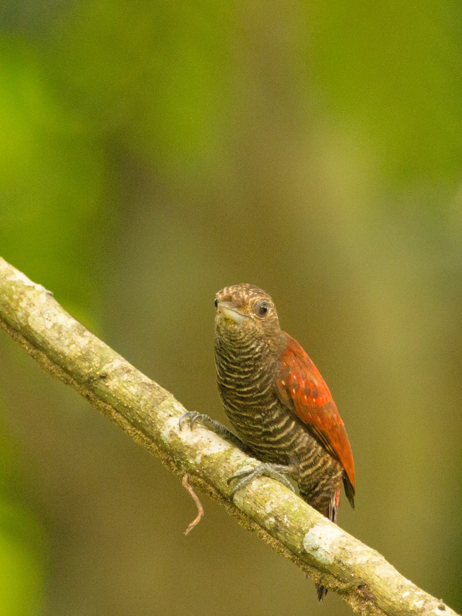 Blood-colored Woodpecker - ML642379636