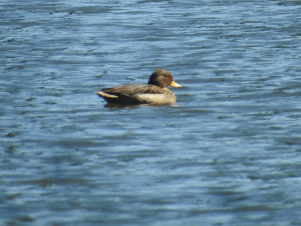 Yellow-billed Teal - ML642379638