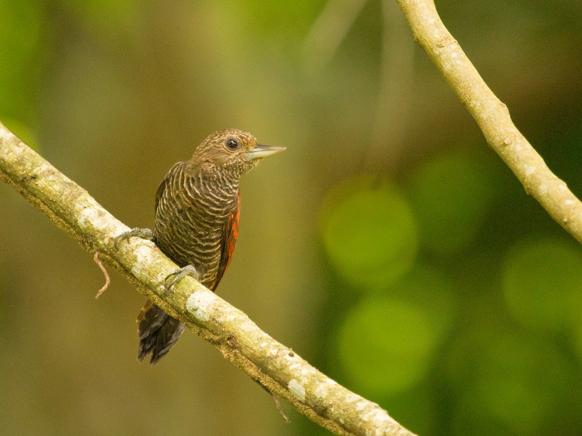 Blood-colored Woodpecker - ML642379643