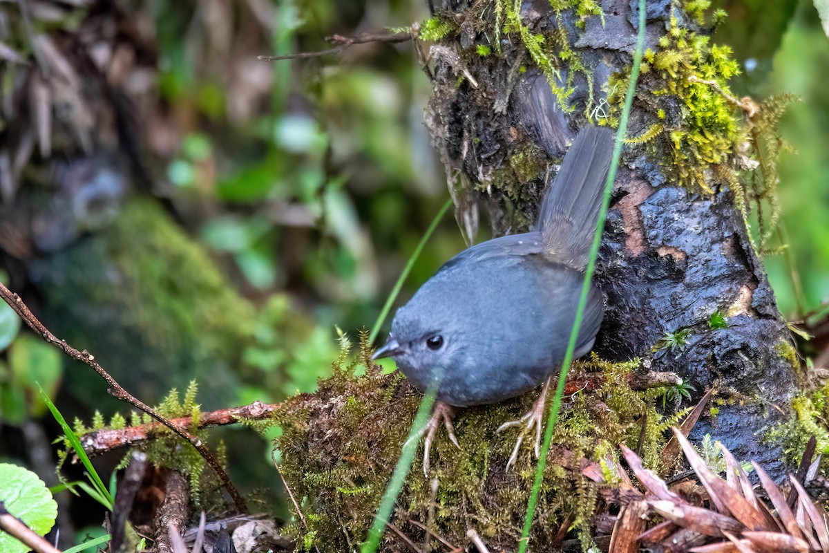 Planalto Tapaculo - ML642379646