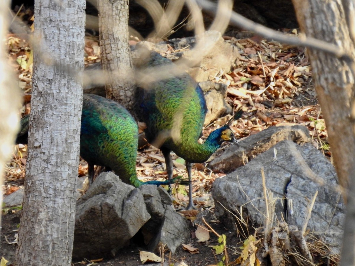 Green Peafowl - ML642379650