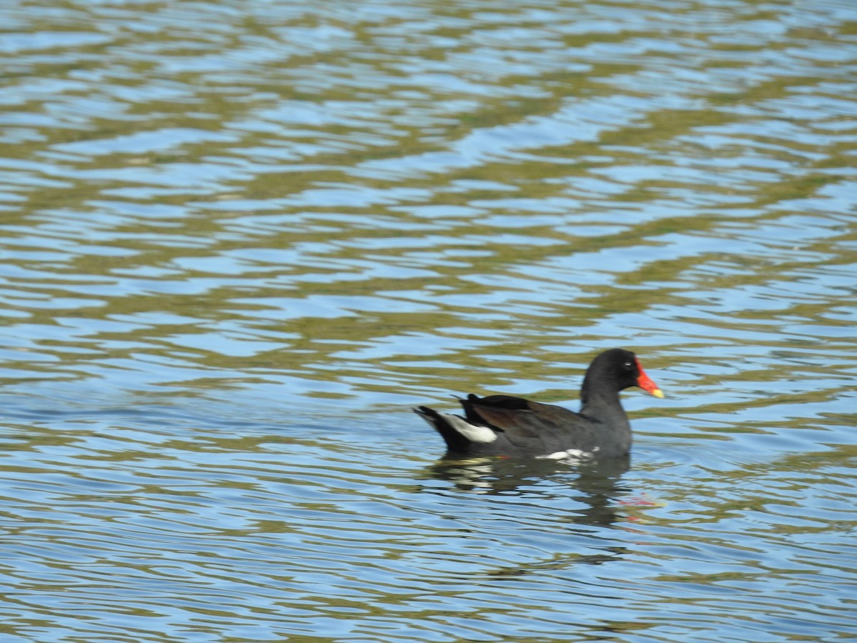 Common Gallinule - ML642379651