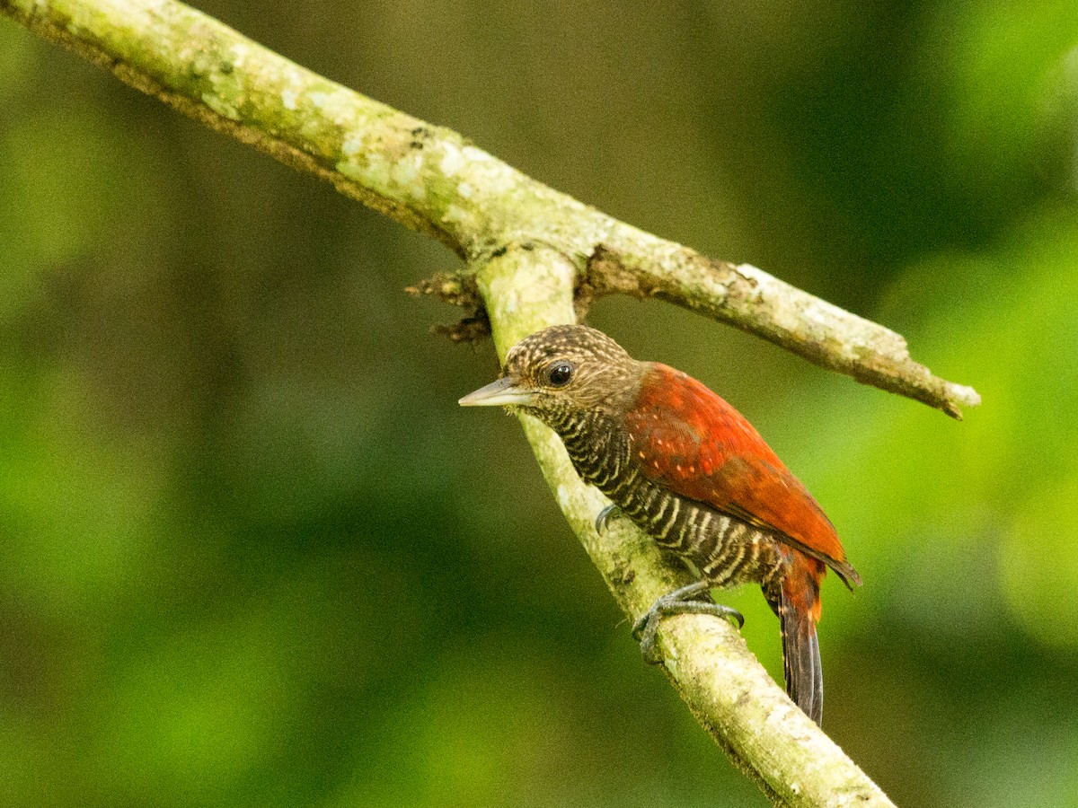 Blood-colored Woodpecker - ML642379653