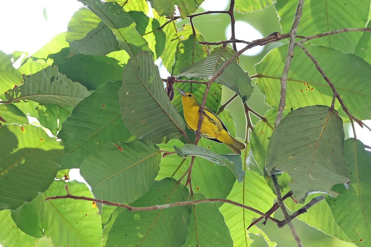 Iora de Lafresnaye - ML642379655