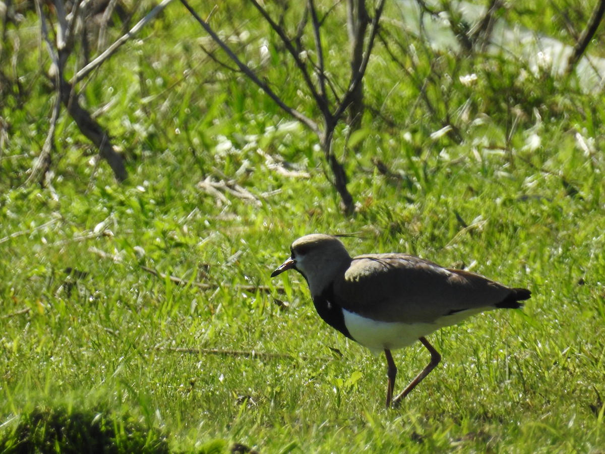Southern Lapwing - ML642379665
