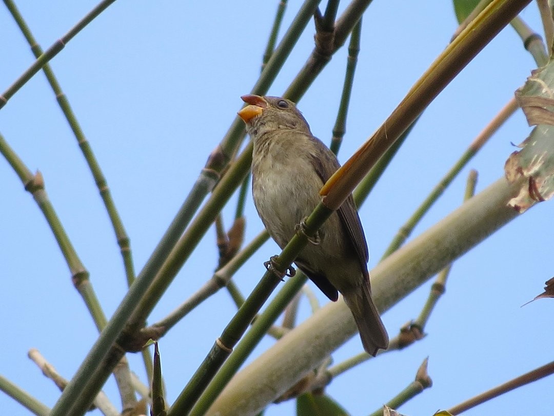 Temminck's Seedeater - ML642379673