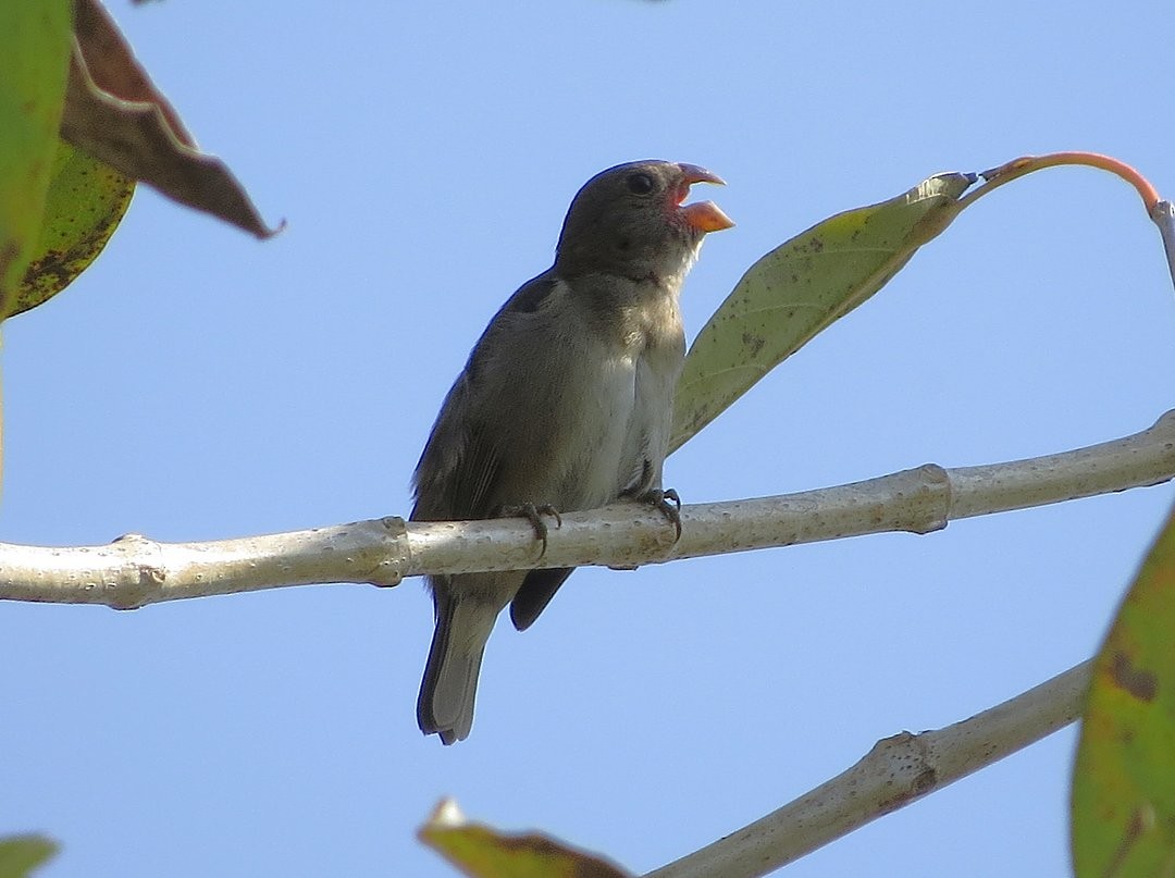 Temminck's Seedeater - ML642379674