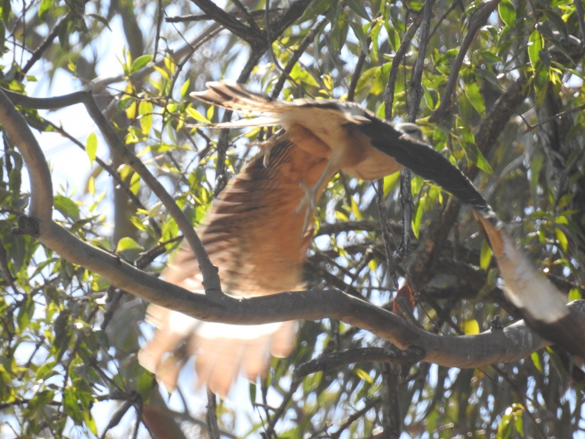 Yellow-headed Caracara - ML642379677