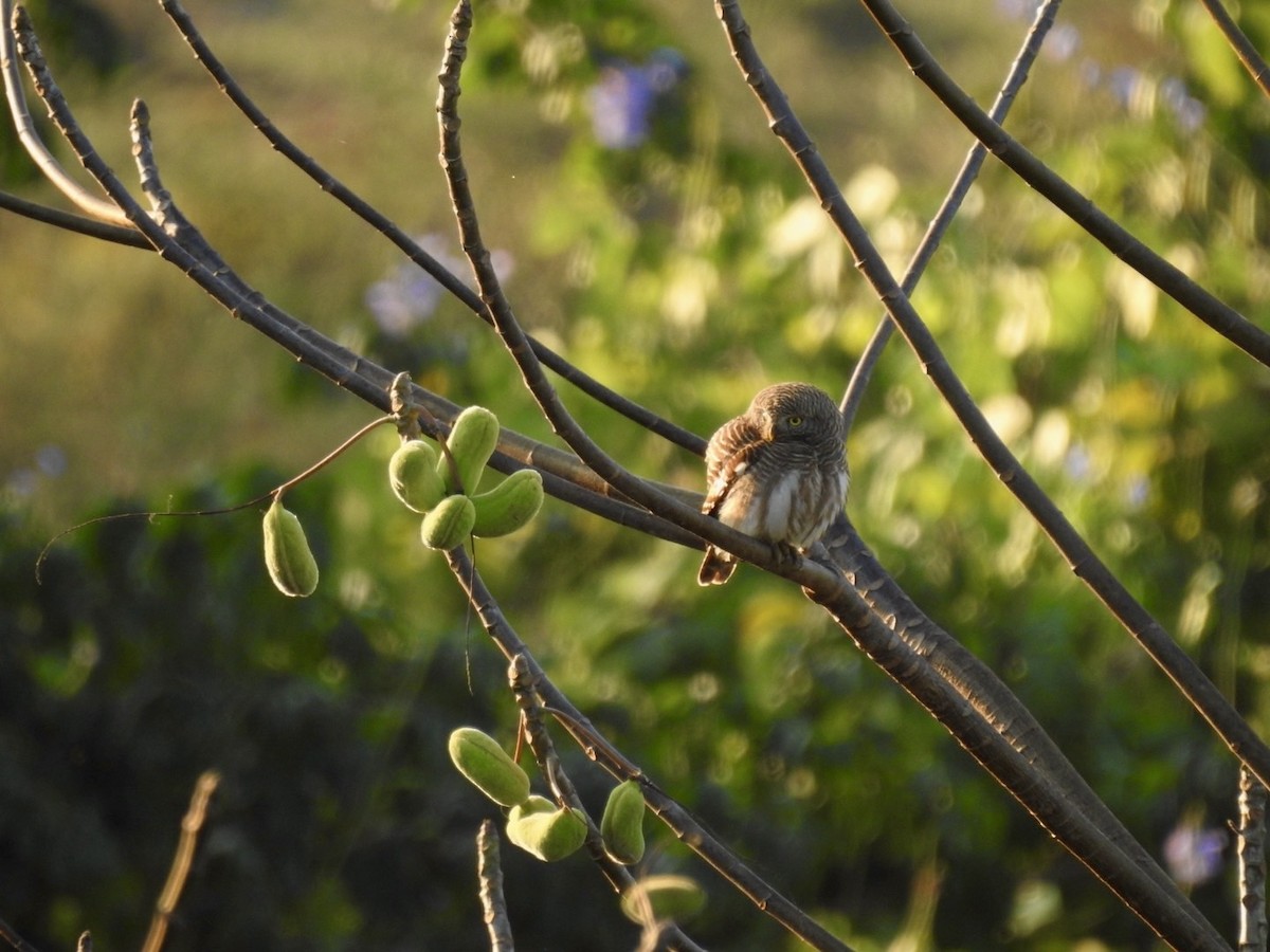 Asian Barred Owlet - ML642379688