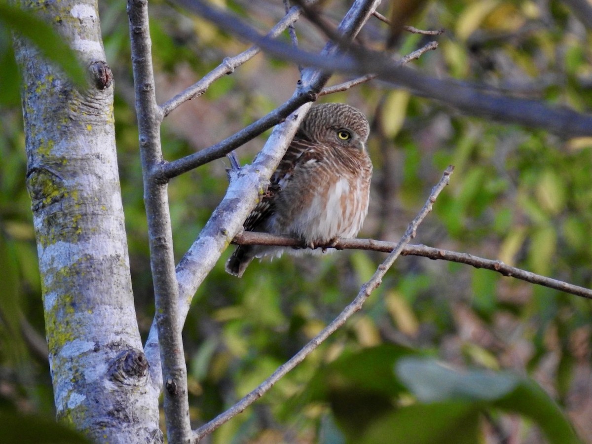 Asian Barred Owlet - ML642379689