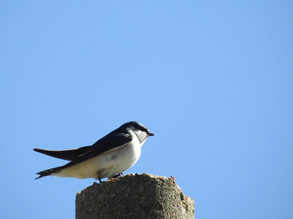 White-rumped Swallow - ML642379702