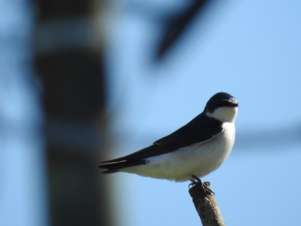 White-rumped Swallow - ML642379706