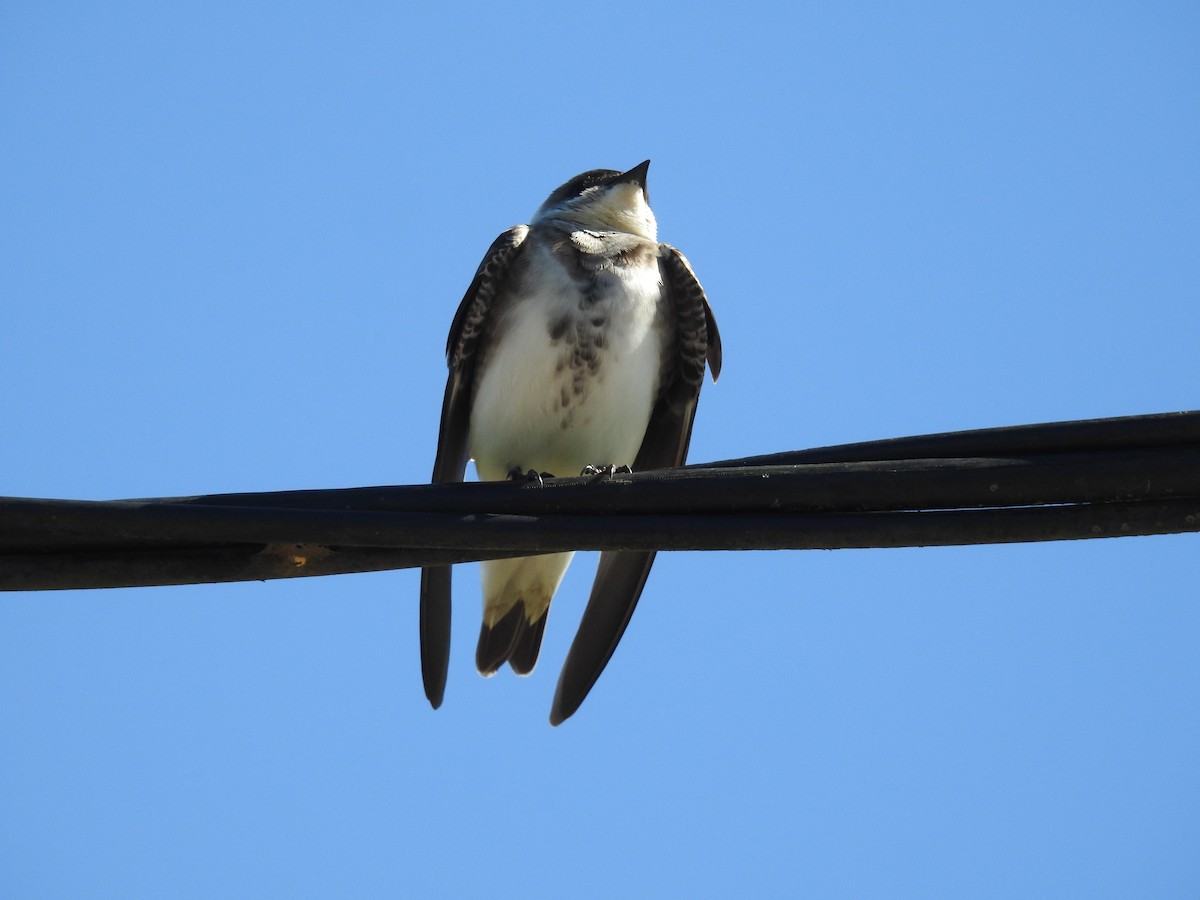 Brown-chested Martin - ML642379712
